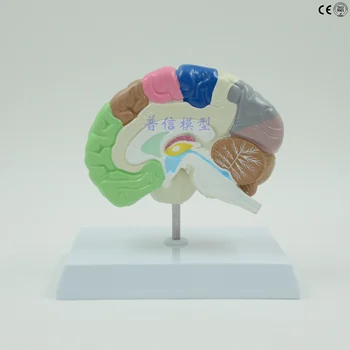 Beyin modeli İnsan sağ yarım küre fonksiyonel alan modeli beyin anatomisi tıbbi öğretim beyin modeli